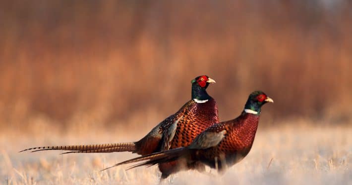 shutterstock_162618311