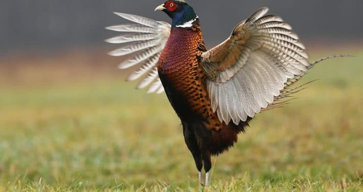 shutterstock_535409413